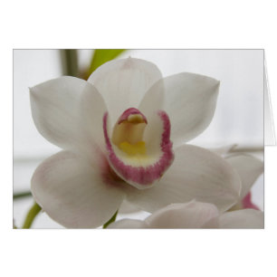 Orquídea blanca