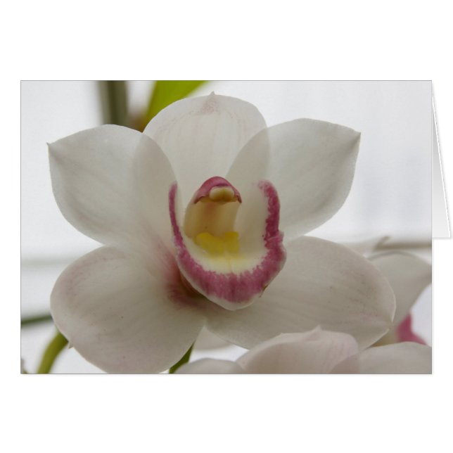 Orquídea blanca (Anverso (Horizontal))