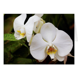 Orquídea Blanca de la Luna (Afrodita de Falenopsis