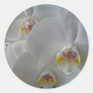 Orquídea blanca delgada en una hoja de pegatinas
