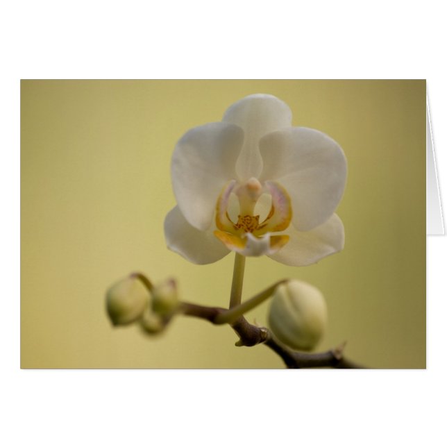 Orquídea blanca delicada (Anverso (Horizontal))