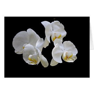 Orquídea blanca en tarjeta negra