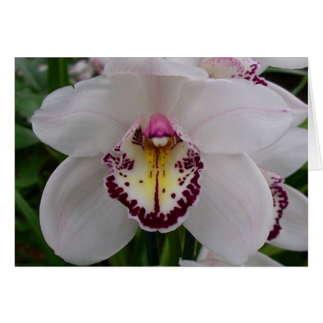 Orquídea Blanca II Elegante Floral (Anverso (Horizontal))