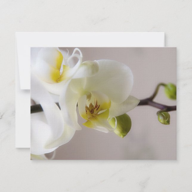 Orquídea Blanca ・ Invitación a la boda RSVP (Anverso)