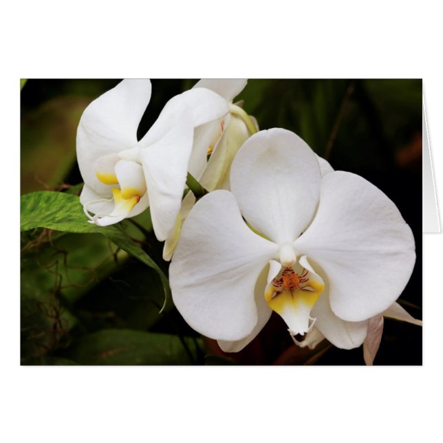 Orquídea Blanca Luna (Falenopsis Afrodita) (Anverso (Horizontal))