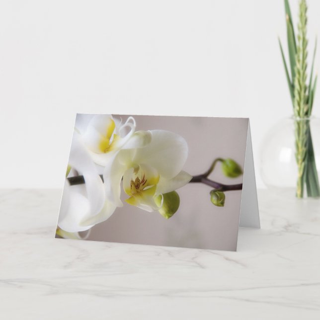 Orquídea blanca • Tarjeta de felicitación (Anverso)