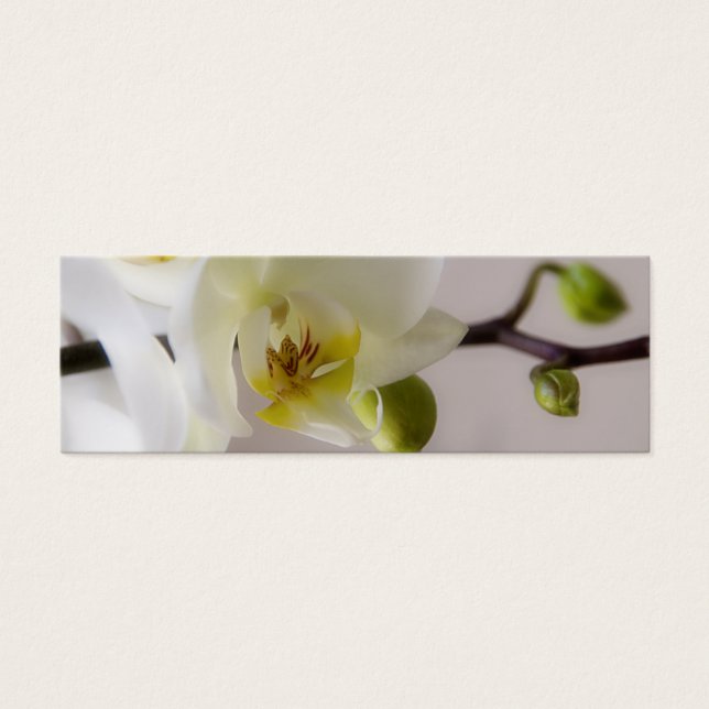 Orquídea Blanca ・ Tarjeta de perfil de sitio web p (Frente)
