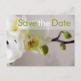 Orquídea Blanca • Tarjeta Postal Save the Date