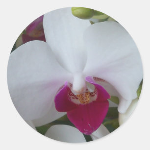 Orquídea blanca y púrpura en una hoja de pegatinas