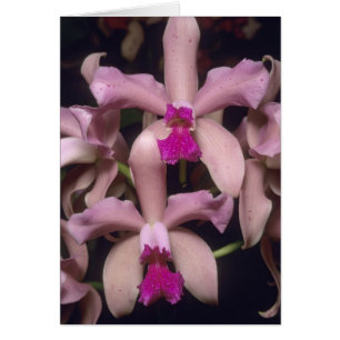 Orquídea (Cattleya amethystoglossa), oriental
