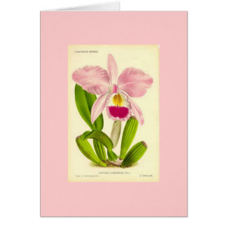 Orquídea - Cattleya Gaskeliana