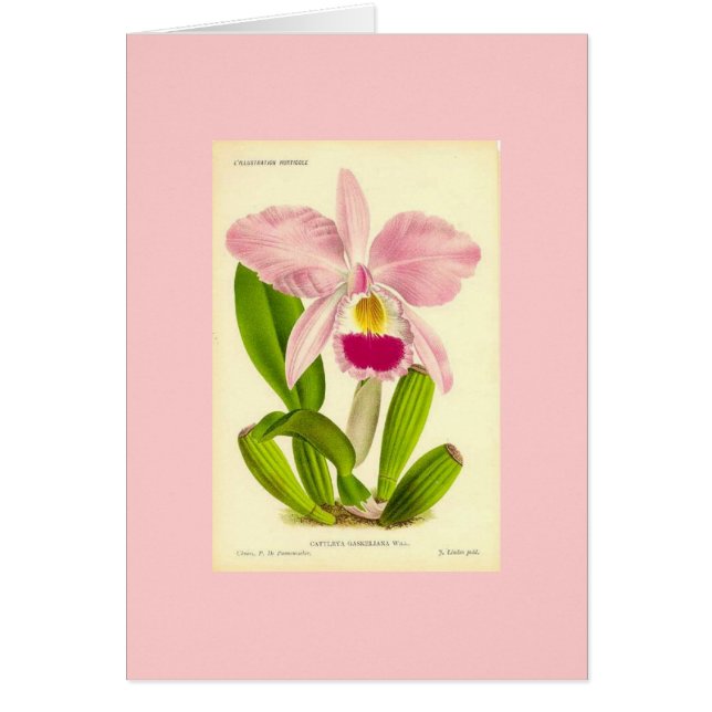 Orquídea - Cattleya Gaskeliana (Frente)