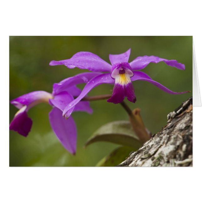 Orquídea Cattleya Violeta Cattleya violacea) (Anverso (Horizontal))