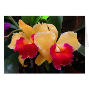 Orquídea de Cattleya