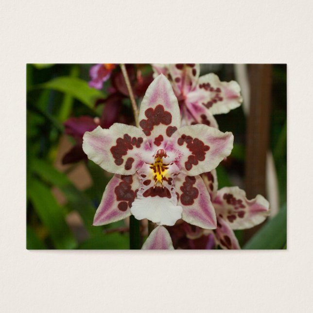 Orquídea de falaenopsis múltiple asombrosa (Frente)