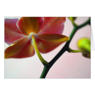 Orquídea de Haiku