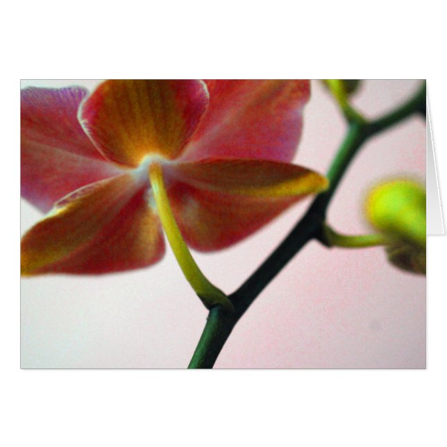 Orquídea de Haiku (Anverso (Horizontal))
