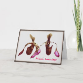 Orquídea de la flor del navidad