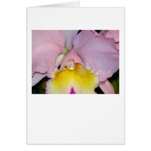 Orquídea de primavera