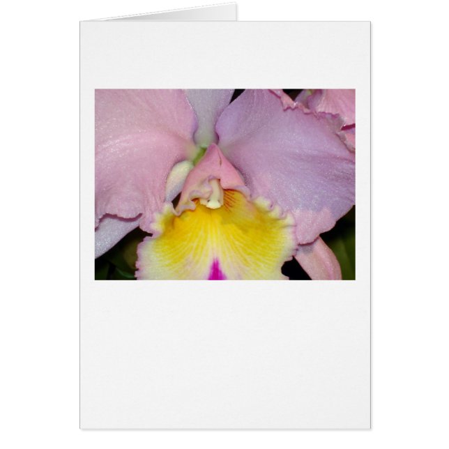 Orquídea de primavera (Frente)