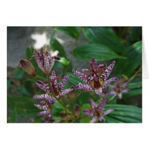 Orquídea de rayas blancas púrpura como lilo floral
