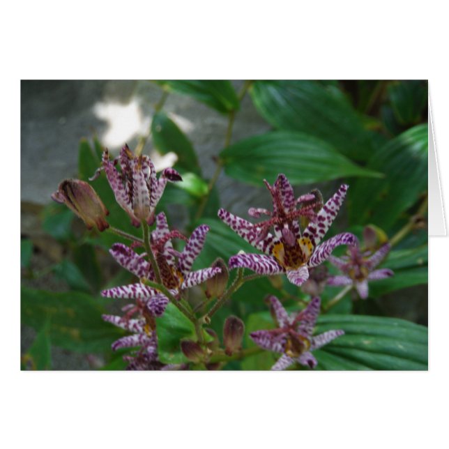 Orquídea de rayas blancas púrpura como lilo floral (Anverso (Horizontal))