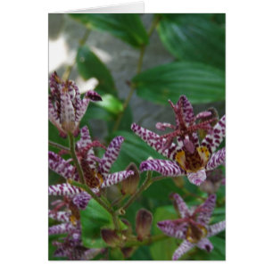 Orquídea de rayas blancas púrpura como lilo floral