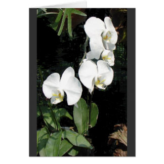 Orquídea de Singapur 4