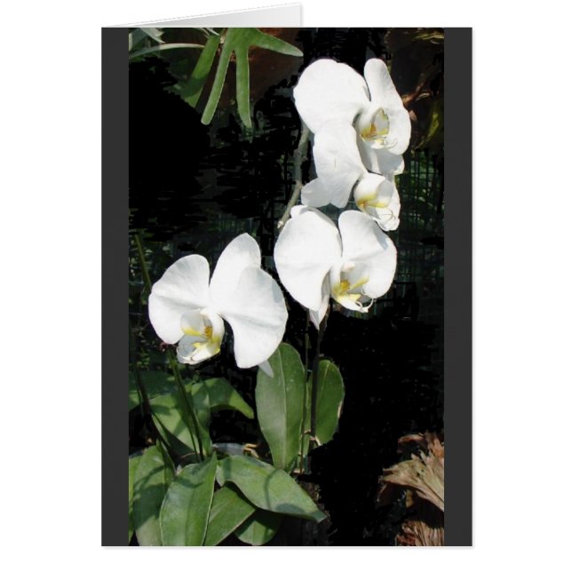 Orquídea de Singapur 4 (Frente)