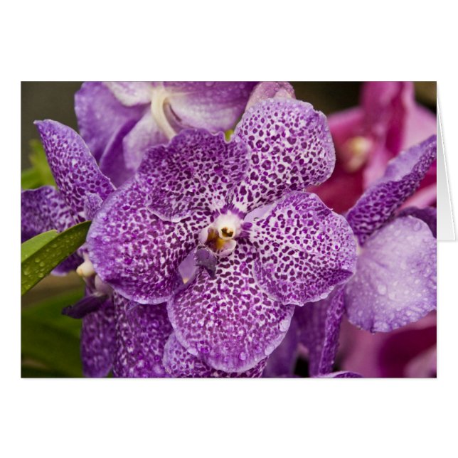 Orquídea de Vanda (Anverso (Horizontal))