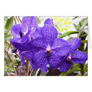 Orquídea de Vanda Pachara