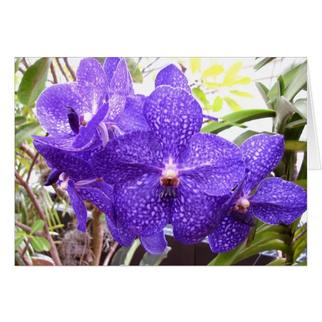 Orquídea de Vanda Pachara (Anverso (Horizontal))