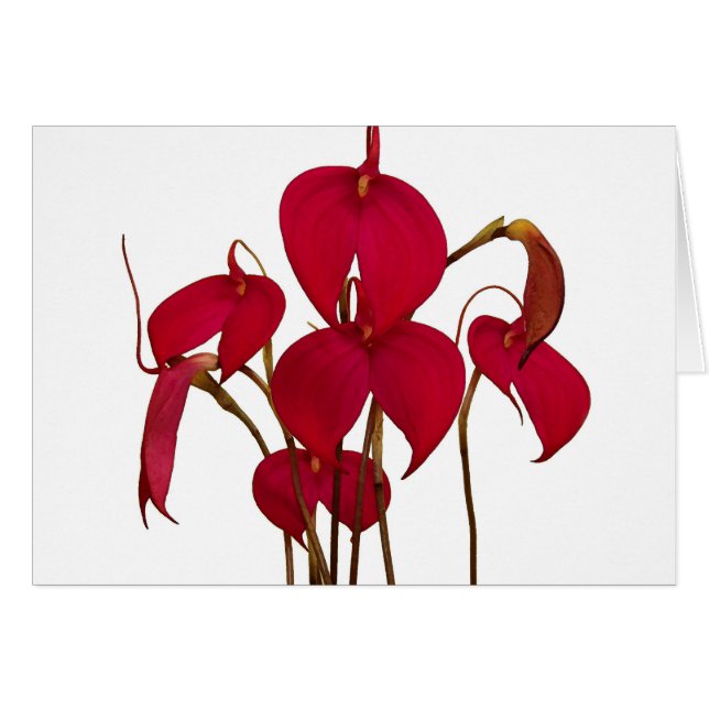 Orquídea del Masdevallia - tarjeta (Anverso (Horizontal))