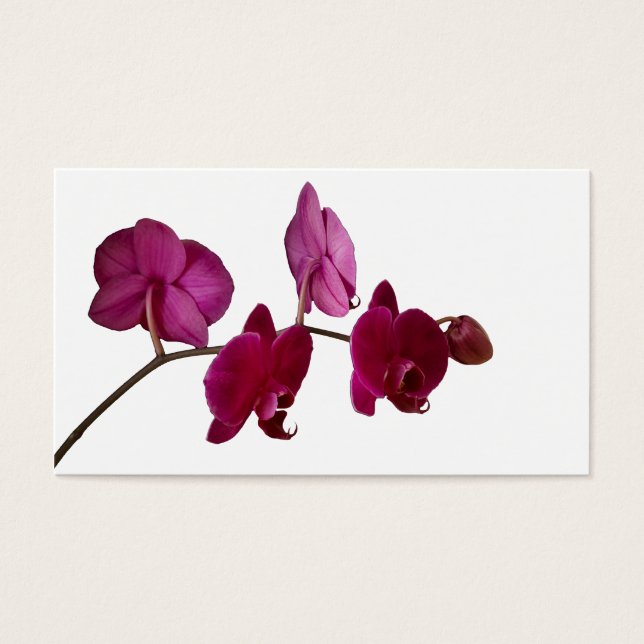 Orquídea Dendrobium rosada caliente - Fondo de orq (Frente)