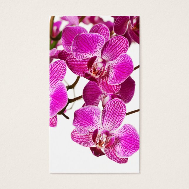 Orquídea Dendrobium rosada caliente - Fondo de orq (Frente)