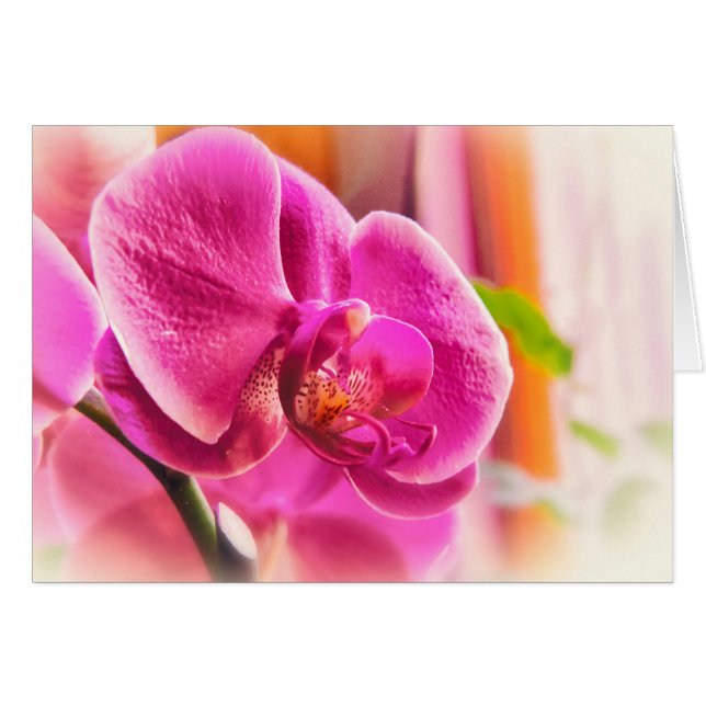 Orquídea difusa (Anverso (Horizontal))