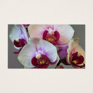 Orquídea en miniatura