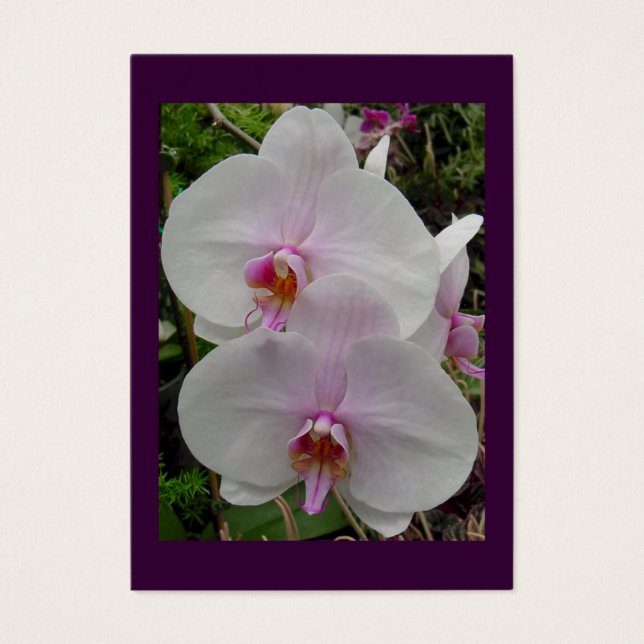 Orquídea - Flor rosa (Colossian 2:3) (Frente)