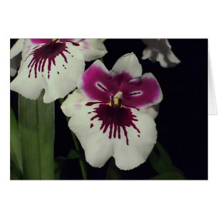 Orquídea híbrida de Miltonia