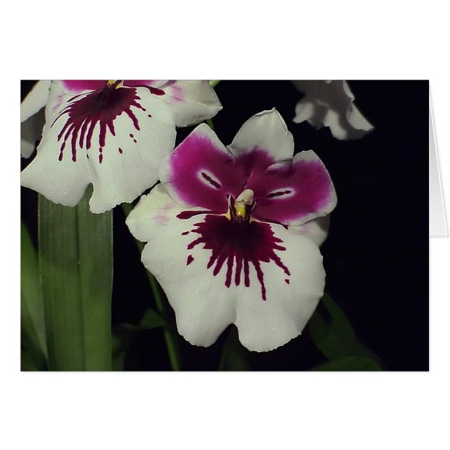 Orquídea híbrida de Miltonia (Anverso (Horizontal))