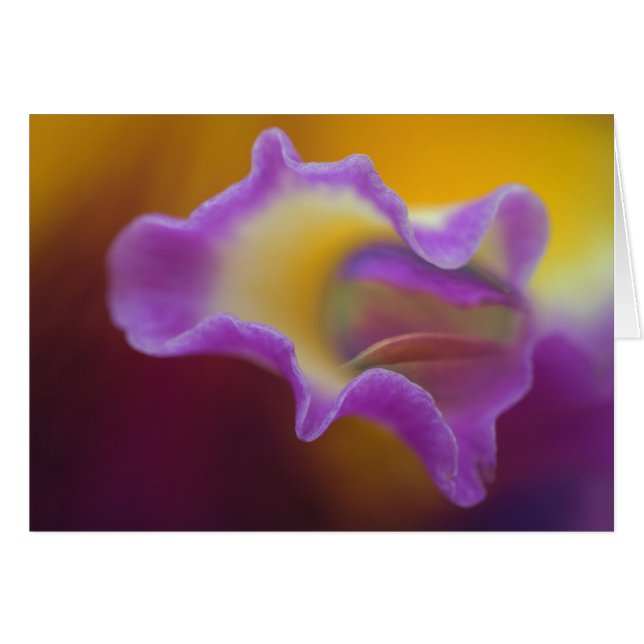 Orquídea híbrida, Florida (Anverso (Horizontal))