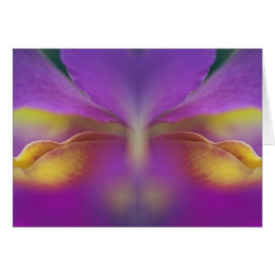 Orquídea híbrida, Florida 2