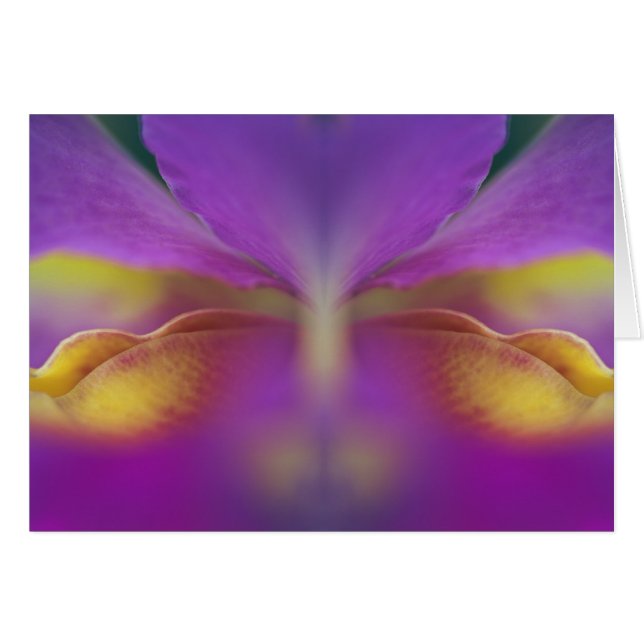 Orquídea híbrida, Florida 2 (Anverso (Horizontal))