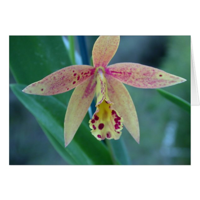 Orquídea manchada de Cattleya (Anverso (Horizontal))
