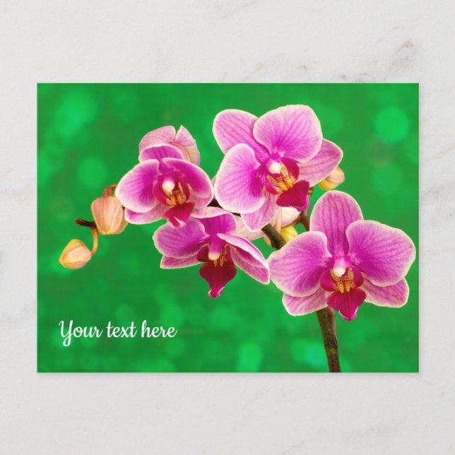 Orquídea Púrpura en Tarjeta Postal Verde (Anverso)