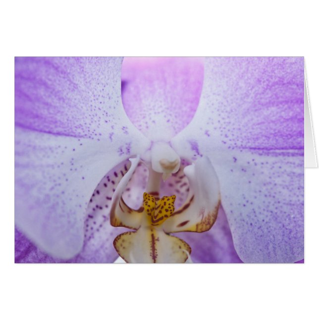 Orquídea rosa (Anverso (Horizontal))