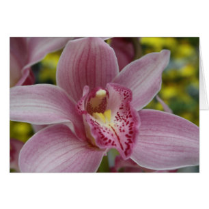 Orquídea rosa