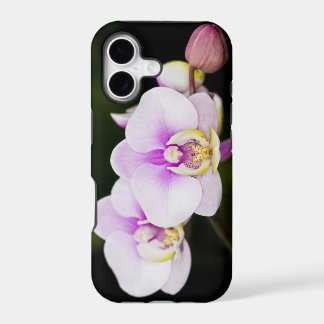 Orquídea Rosa