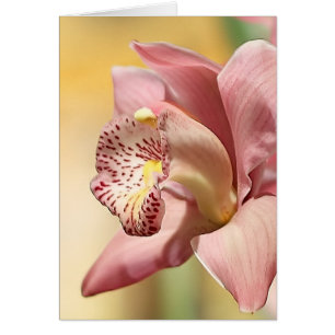 Orquídea Rosa Única Floración Feliz Pascua