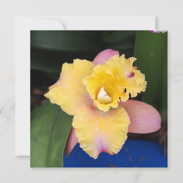 Orquídea rosa y amarilla pastel (Anverso)